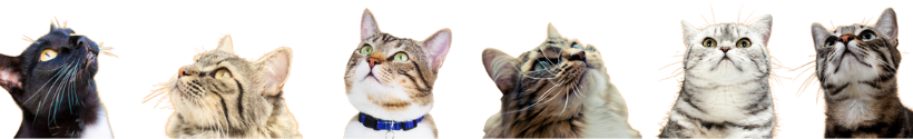cats transparent cats transparent
